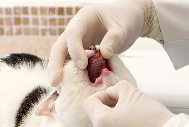 What to do if a cat's tooth falls out?