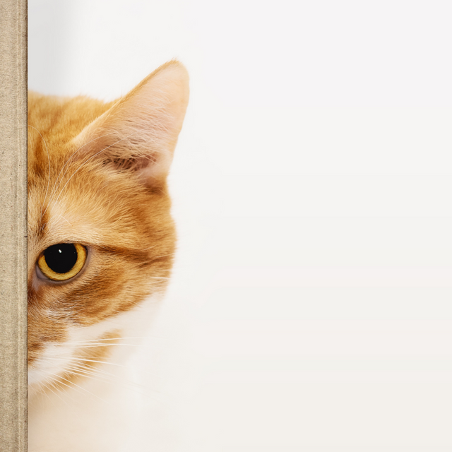 Cat Block Bladder Disease