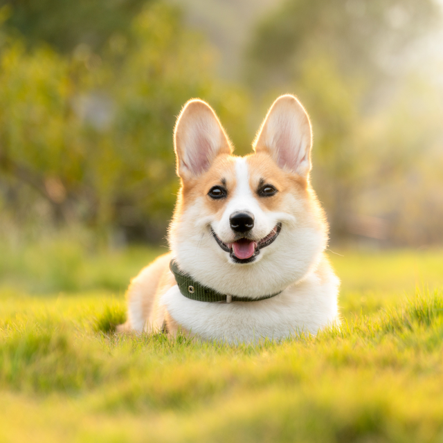 Pet Grooming Essentials You Must Have