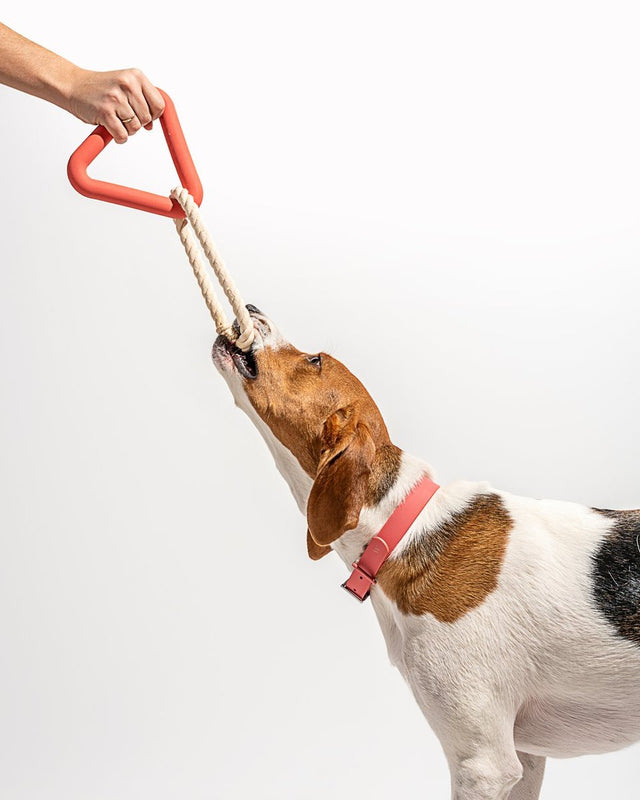 Fun Activities to Do with Your Pet This Winter Season