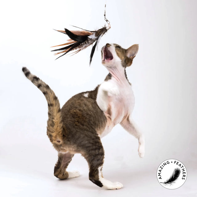 Our top 4 playtime toys: your pet's antidote to boredom