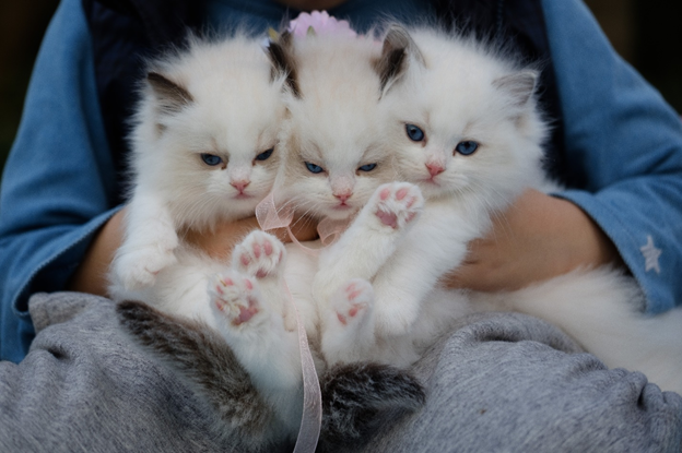 Cat Care: 6 Must-Dos for A Happy Healthy Cat