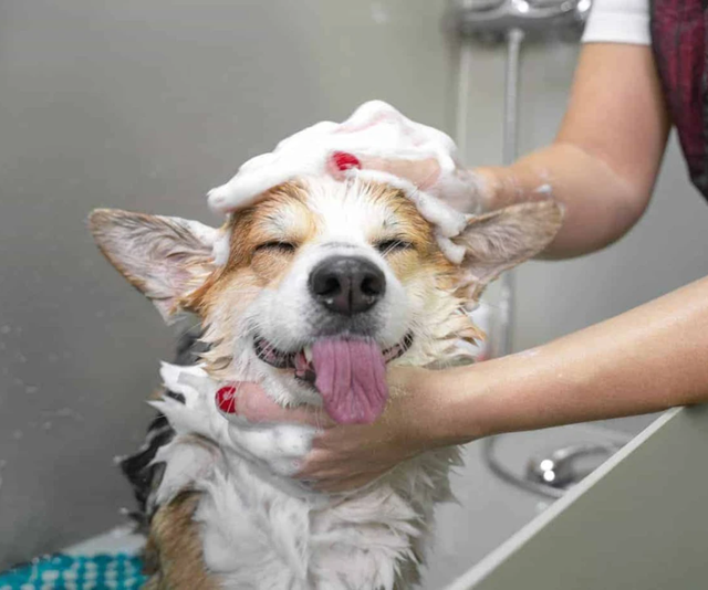 Does grooming hurt dogs?