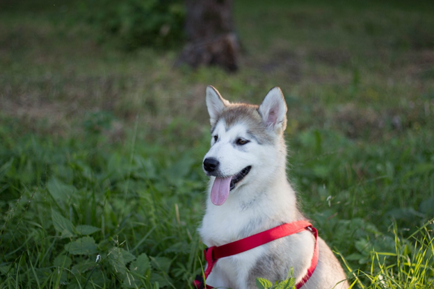 How to Choose the Best Dog Carrier for Your Canine Friend