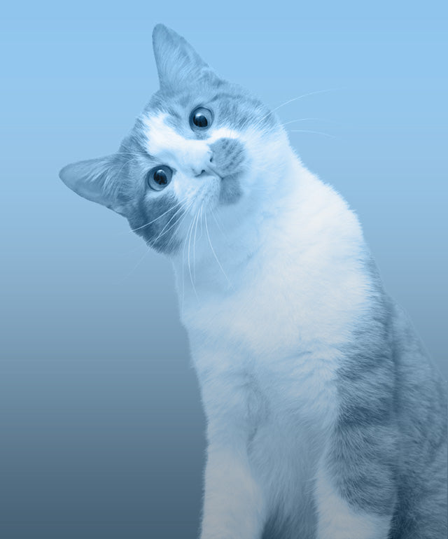 What emotions can cats feel?