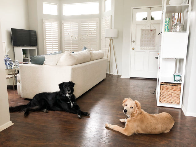 What are the benefits of having 2 dogs?