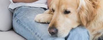 What does it mean when dog rests head on you?