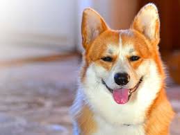 What are dogs moods?