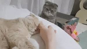 Do cats get jealous?