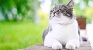 How many lives does a cat have?