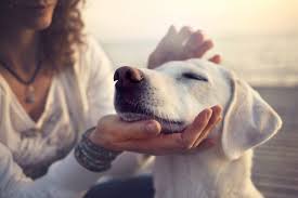 What is the mission of a dog?