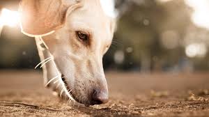 Should dogs have wet noses?