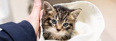 What is the point in owning a cat?