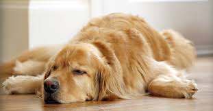 Can dogs be left alone?