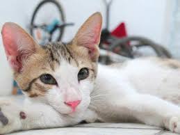 What is a cat's personality like?