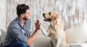 How do dogs communicate?