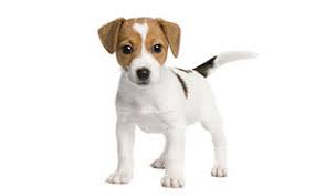 How many human years are there in dog years?