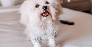 Why do dogs only live 15 years?