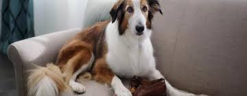 Do dogs behavior change as they get older?