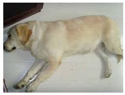 How long does it take for a dog to have puppies after mating?