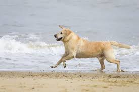 What counts as exercise for a dog?