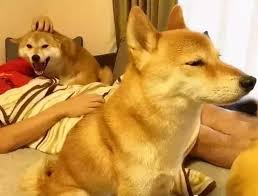 Why is my dog so jealous?