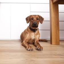 How long does a puppy take to settle in?