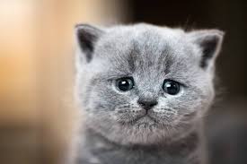 Do cats get sad?