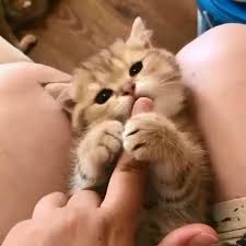 Why does my cat reach his paw out to me?