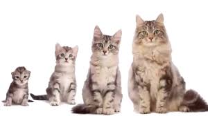 How do cats grow?