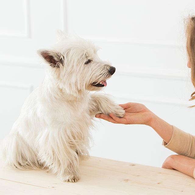 What does a dog need?