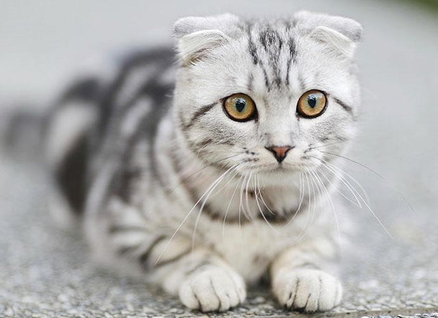 Are cats protective of their owners?