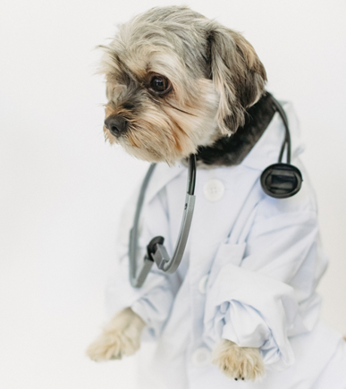 dog in a lab coat