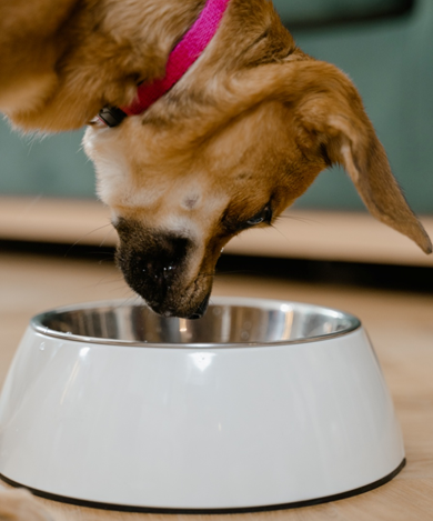 dog eating from a bowl