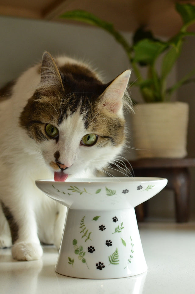 Necoichi Raised Cat Food Bowl Extra Wide (Go Green)