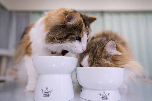 Necoichi Raised Cat Water Bowl