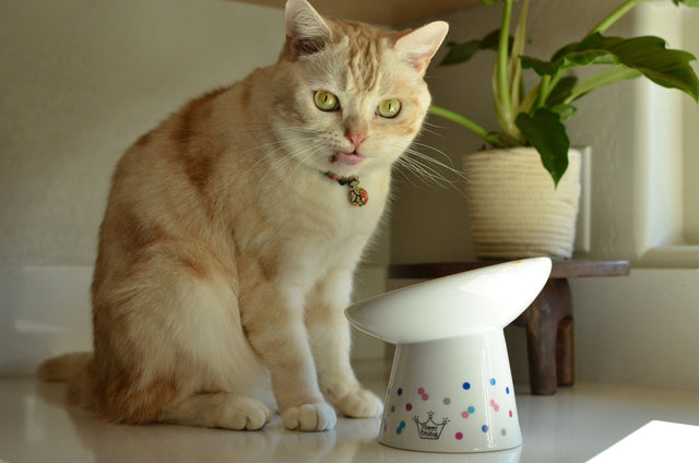 Necoichi Tilted Stress Free Raised Cat Food Bowl (Colour Dots)