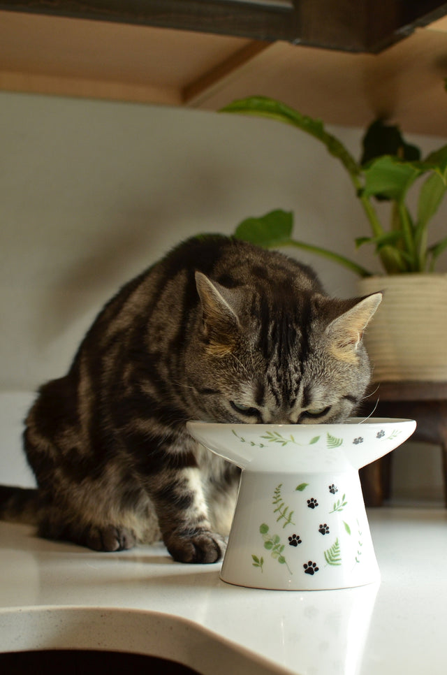 Necoichi Raised Cat Food Bowl Extra Wide (Go Green)