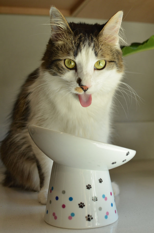 Necoichi Tilted Stress Free Raised Cat Food Bowl (Colour Dots)