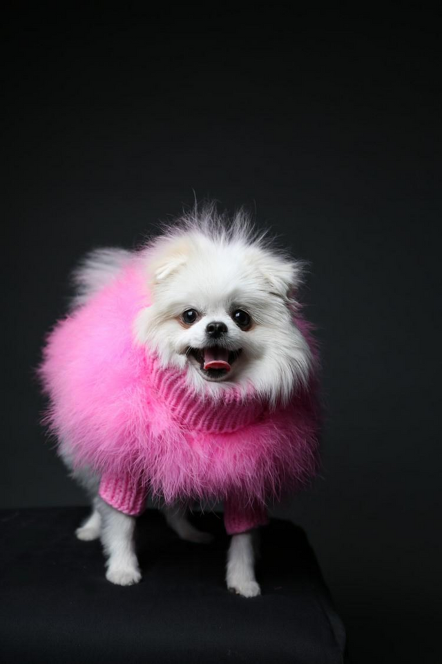 Christian Cowan X Max Bone Dog Jumper - Hot Pink