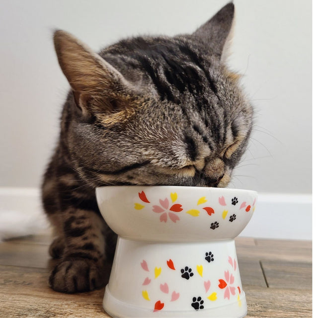 Necoichi Raised Cat Food Bowl (New Sakura)