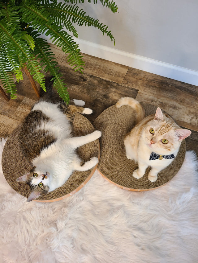 Necoichi Cozy Cat Scratcher Bowl Replacement Pad 2P Oak