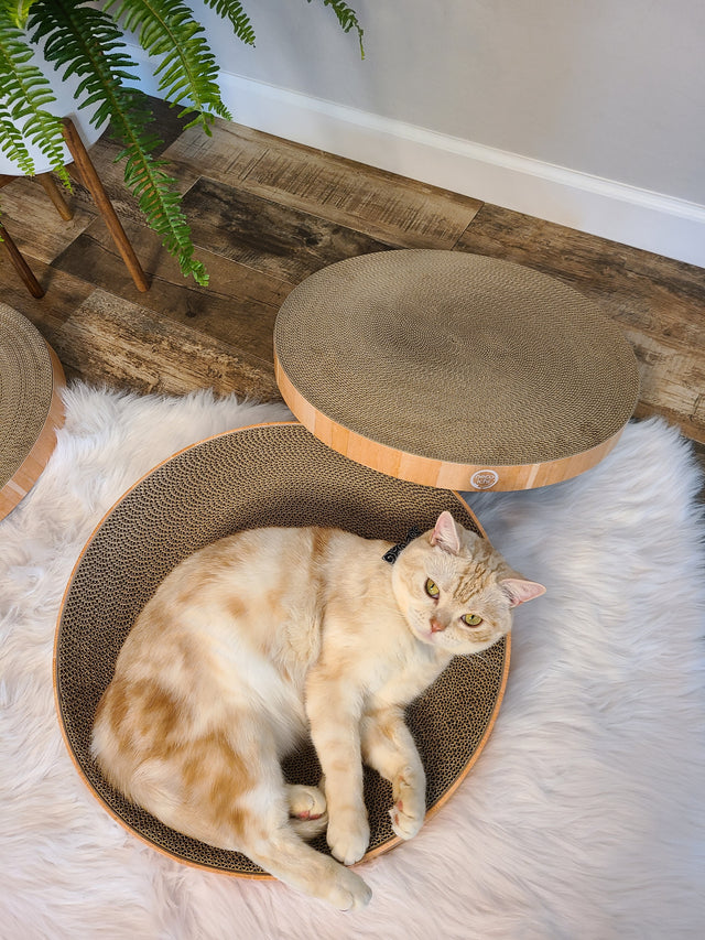 Necoichi Cozy Cat Scratcher Bowl Replacement Pad 2P Oak