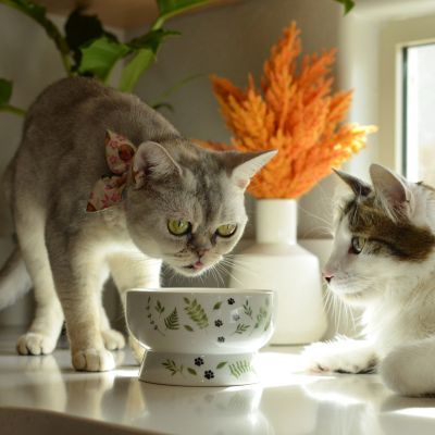 Necoichi Raised Cat Water Bowl (Go Green)