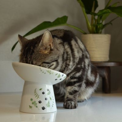 Necoichi Tilted Stress Free Raised Cat Food Bowl (Go Green)