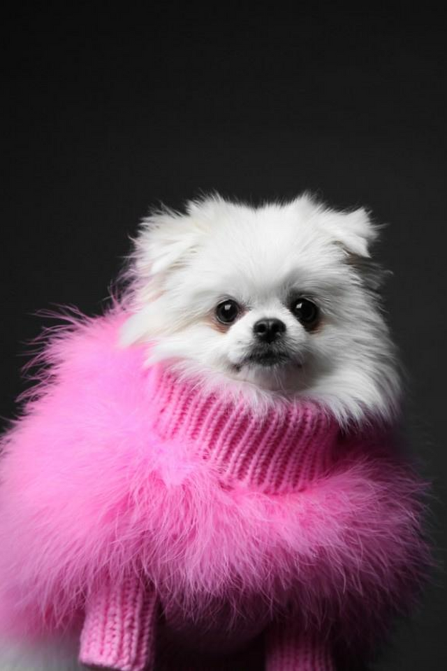 Christian Cowan X Max Bone Dog Jumper - Hot Pink