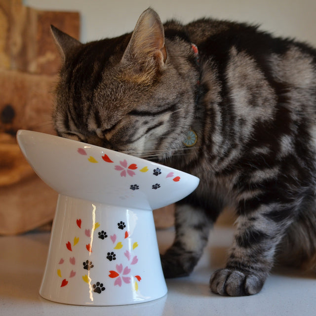 Necoichi Tilted Stress Free Raised Cat Food Bowl (New Sakura)