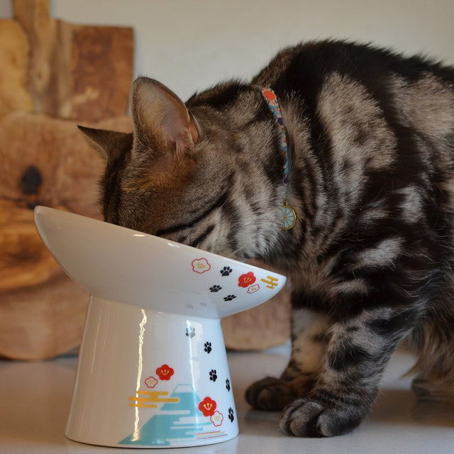 Necoichi Tilted Stress Free Raised Cat Food Bowl (Fuji)