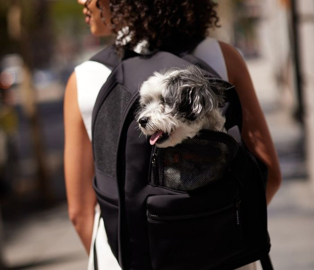 Max Bone Go Everywhere Backpack Carrier For Dogs - Black