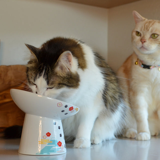 Necoichi Tilted Stress Free Raised Cat Food Bowl (Fuji)